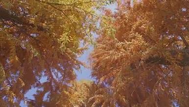 秋冬季池杉随风飘荡金黄色叶子情绪视频的预览图